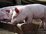 На Кубани уничтожат 4,3 тыс свиней из-за АЧС 