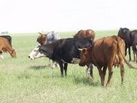 «Коровье бешенство» вернулось в США