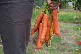 Фермеры Прибалтики тоже хотят морковки