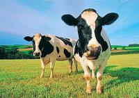Американских коров будут кормить ГМО-травами