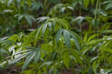 Уругвай официально будет выращивать марихуану