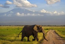 Кения: фермеров атакуют прожорливые слоны