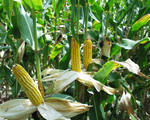 Новый биосенсор для генномодифицированной кукурузы.
