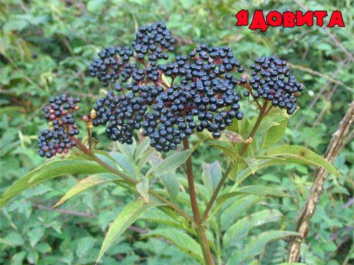 Бузина травяная (вонючая) Sambucus ebulus