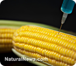 ГМ-кукуруза поражается «супержуком»