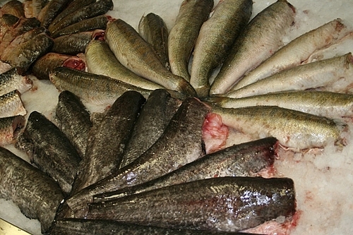 Требования к приемке свежей рыбы в предприятии общественного питания
