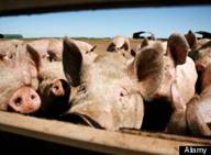 Африканская чума свиней распространяется в Твери 