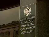 ГИБДД рекомендовано отлавливать больных свиней 