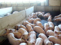 В Приморье поголовье свиней выросло в 2 раза