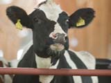 Крупнейшую молочную ферму разместят в тюрьме 