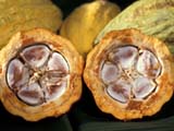 Камерун снизил экспорт какао на 3,6%