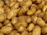 Генетически модифицированный картофель Amflora не появится на полях Европы в этом году