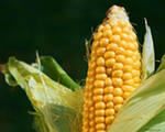 19 мая в Европе разрешена генномодифицированная кукуруза:  ошибка или достижение? 