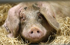 Россия планирует сократить импорт свинины и мяса птицы более чем втрое к 2017 г. 