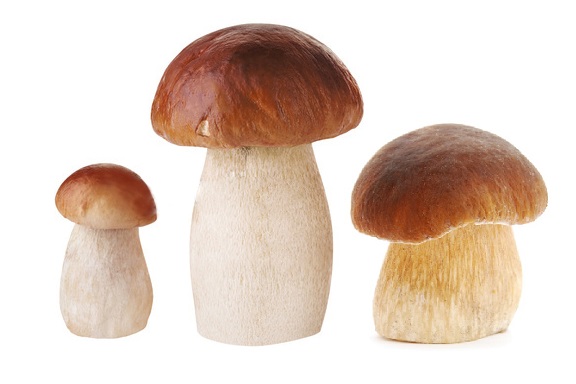 Белые грибы в сметане