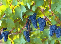 Особенности выполнения вина из винограда, пораженного благородной плесенью