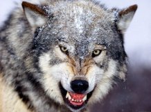 В Якутии нашествие голодных волков