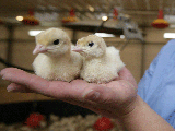 Россия ограничила ввоз мяса птицы из Голландии 