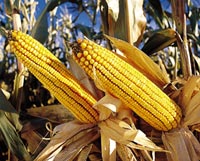 Подозрительная кукуруза NK603