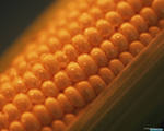 Доказано: трансгенная кукуруза снижает репродуктивность