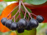 Лечебные свойства сока черноплодной рябины
