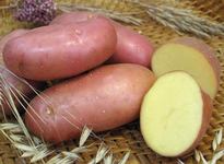 Индийские генетики вырастили генномодифицированный мясной картофель.