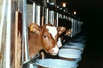 Знаете ли вы такие факты о молоке и молочной промышленности ?