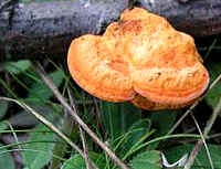 Киноварный гриб