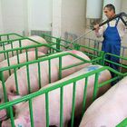 В Нижегородской области откроется скандинавский свинокомплекс