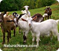 ГМ-козы доятся вакциной от малярии