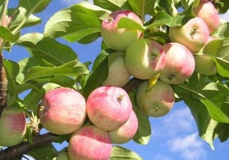 Лечебные свойства яблочного сока