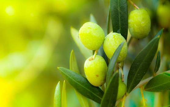 Целебные свойства оливкового листа