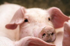 Почему свинья есть «нечистое» животное? Советы любителям свининки