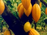 Главу Кот-д'Ивуара обвинили в воровсте какао 