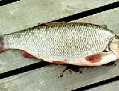 Белая рыба 