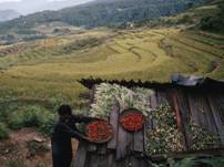 Бутан делает ставку на органическое хозяйство