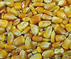 США признали путаницу с генномодифицированным зерном.