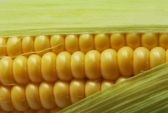Опасна ли для здоровья генномодифицированная кукуруза?