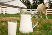 Как выбрать качественные молочные продукты