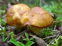 Биология и экология грибов
