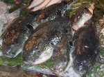 В Японии вывели неядовитую рыбу фугу