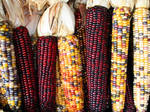 Родина маиса может перейти на трансгенную кукурузу