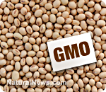 В ГМО обнаружен скрытый вирусный ген