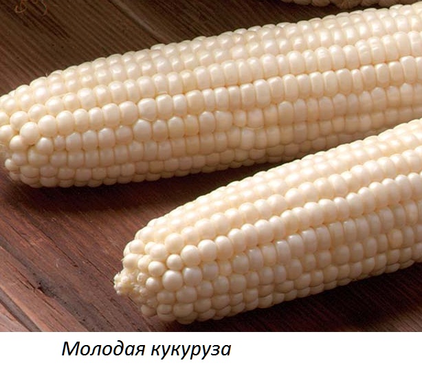 кукуруза молодая кукуруза молодая