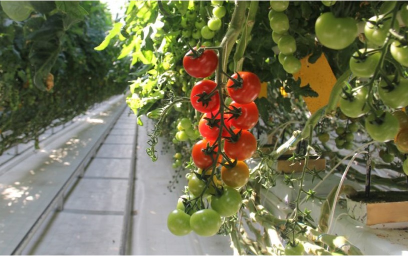 Премиальные томаты АПХ «ЭКО-культура» получили наивысшую оценку на выставке «Защищенный грунт России»