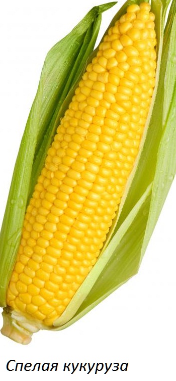 спелая кукуруза