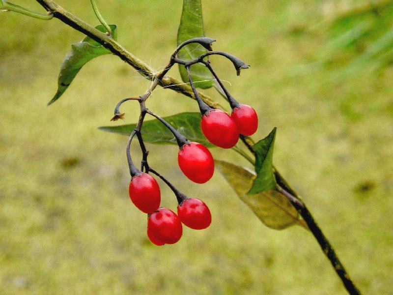 Solanum_dulcamara_2.jpg