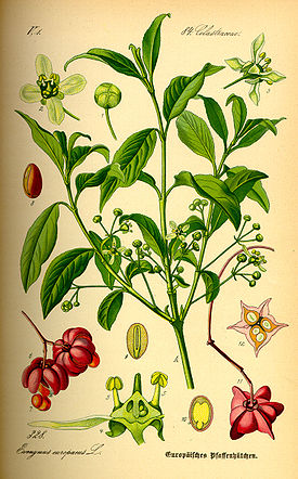 275px-Illustration_Euonymus_europaea0.jpg