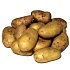 Ученые Флориды вывели диетический сорт картофеля