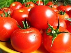 В Иркутской области выращивают помидоры-убийцы
